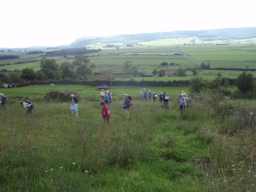 Identifying bees on the knapweed